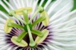 Passion Flower Stock Photo