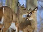 Beautiful Picture With A Pair Of The Cute Wild Deers Stock Photo