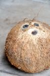 Coconut Stock Photo