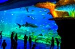 Zhuhai, Guangdong, China- Nov 9, 2017 : Tourist Looking At Fish In Huge Aquarium At The Zhuhai Chimelong Ocean Kingdom Park In Zhuhai, China Stock Photo