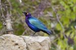 Purple Glossy-starling Stock Photo