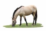 Single Horse Eat Some Grasses On White Background Stock Photo