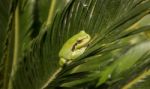 European Tree Frog Stock Photo