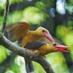 Brown-winged Kingfisher Stock Photo