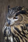 Eurasian Eagle-owl (bubo Bubo) Stock Photo