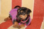 Mongrel Dog Puppy With Clothes In His Bucket Stock Photo