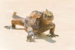 Marine Iguana On Galapagos Islands Stock Photo