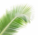 Coconut Leaf Isolated On White Background Stock Photo