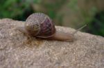 Snail on stone Stock Photo