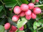 Carunda Or Karonda  (bengal-currants) Pink Fruit On Tree In The Garden.fruit For Health And High Vitamin Stock Photo