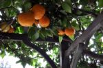 Orange And Lemon Trees Stock Photo