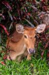 Female Antelope On Ground In Park Stock Photo