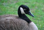 Canada Goose Stock Photo