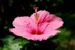 Hibiscus Stock Photo