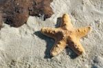 Jungle Starfish Stock Photo