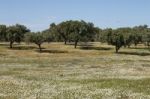 Spring Landscape In Alentejo Stock Photo