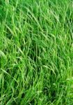 Grass Stock Photo