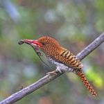 Female Banded Kingfisher Stock Photo