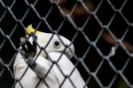 Sulphur Crested Cockatoo In Cage Stock Photo