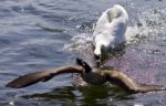 Amazing Picture With An Angry Swan Attacking A Canada Goose Stock Photo