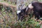 Wild Goat (capra Aegagrus) Stock Photo