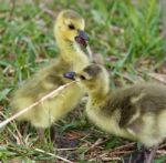 Funny Isolated Photo With Two Cute Chicks Stock Photo