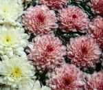 Chrysanthemum Flower Stock Photo