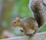 Beautiful Isolated Image Of A Cute Squirrel On The Hedge Stock Photo