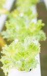 Frillice Iceberg Plants On Hydrophonic Farm Stock Photo