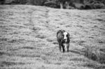 Country Cows Stock Photo