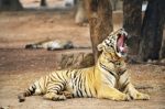 Tiger In Zoo Stock Photo