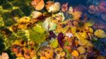 Colourful Sunlit Autumn Leaves Floating In A Pond Stock Photo