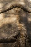 Skin Texture Of An Hippopotamus Stock Photo