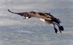 Isolated Picture With A Canada Goose Landing Stock Photo