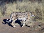 Cheetah In Namibia Stock Photo