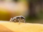 Little Brown Weevil Close Up Stock Photo