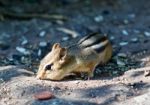 Beautiful Isolated Picture With A Cute Chipmunk On The Road Stock Photo