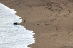 Yellow-eyed Penguin (megadyptes Antipodes) Stock Photo