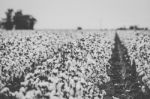 Cotton Field In The Countryside Stock Photo