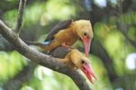 Brown-winged Kingfisher Stock Photo