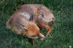 Red Fox Sleeping Stock Photo