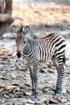 Baby Zebra Stock Photo