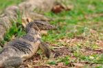 Close Up Face Of Water Monitor Varanus Salvator On Natural Field Stock Photo