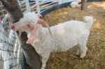 The Angora Goat Standing On Field. Abstract For No Freedom Stock Photo