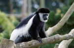 Black And White Colobus (colubus) Stock Photo