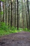 Isolated Photo Of A Beautiful Trail Leading Stock Photo