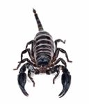 Scorpion Isolated On The White Background Stock Photo