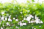 Blurred Nature Background Stock Photo