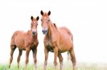 Brown Mare And Foal On White Background Stock Photo