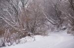 Snow And Frost On Cane On Trees. Overcast Snowy Weather Stock Photo